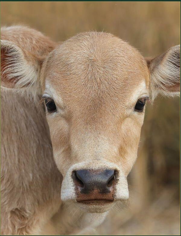 A light brown calf looking straight at the camera
