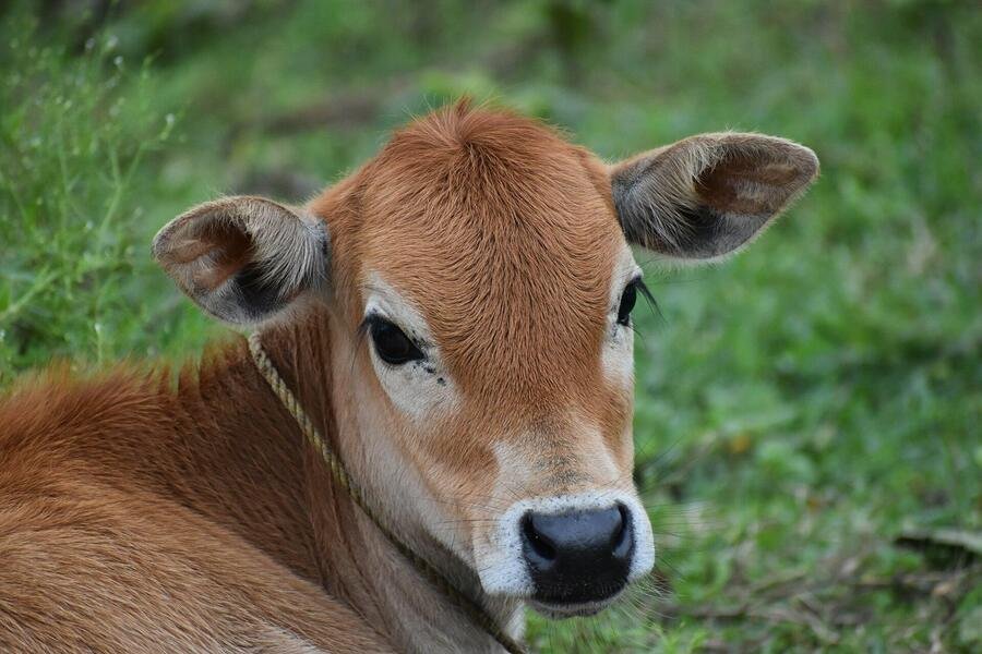 A young brown calf looking at the camera on a green field