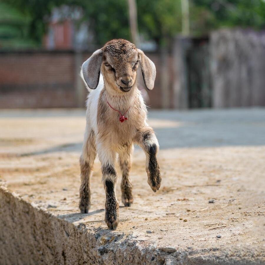 A young kid goat standing on a stone ledge with one hoof raised